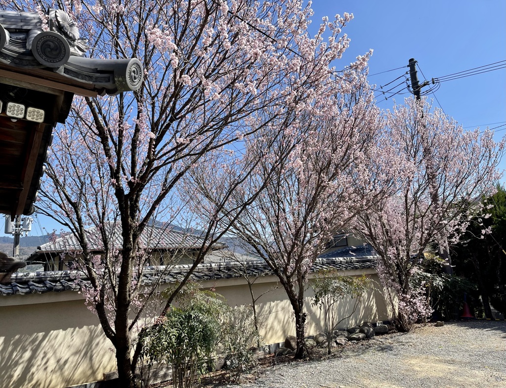 20230320左京区05