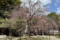 20250404京都市北区31
