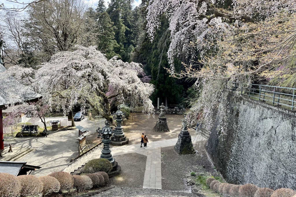 20230328富岡市14
