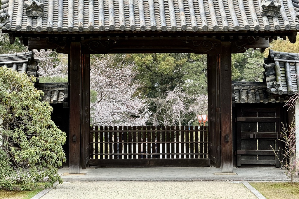 20240402山科区14