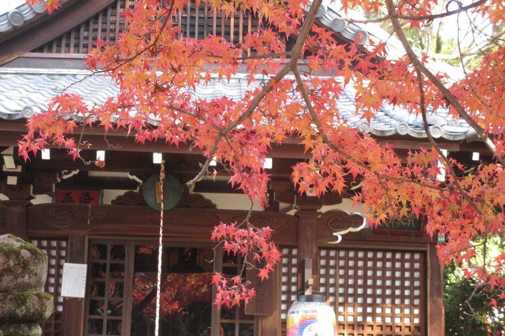 20181125左京区12