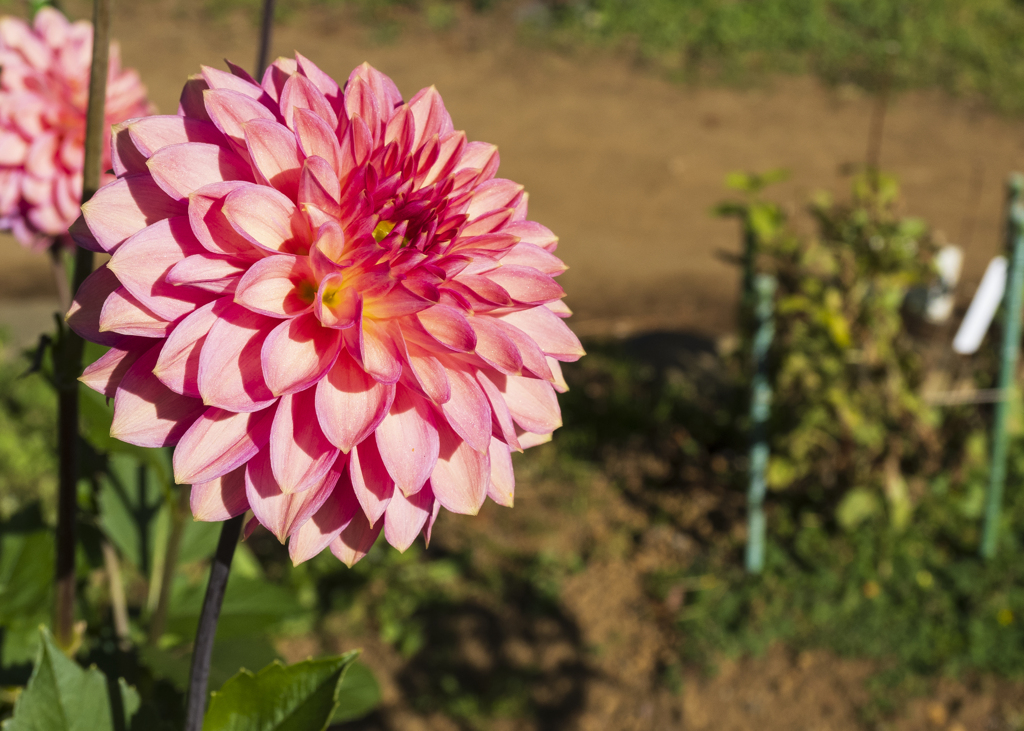 神代植物園　ダリア