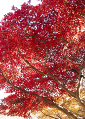 神代植物園　紅葉