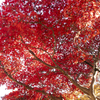 神代植物園　紅葉