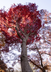 神代植物園　紅葉3