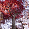 神代植物園　紅葉3
