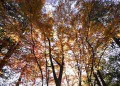 神代植物園　光