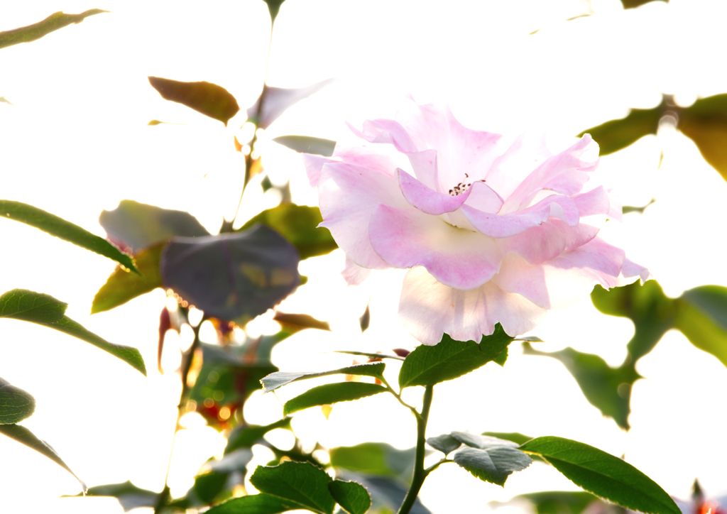 溶け込む