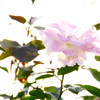 溶け込む