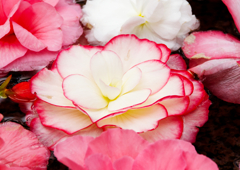 何の花かが分からない