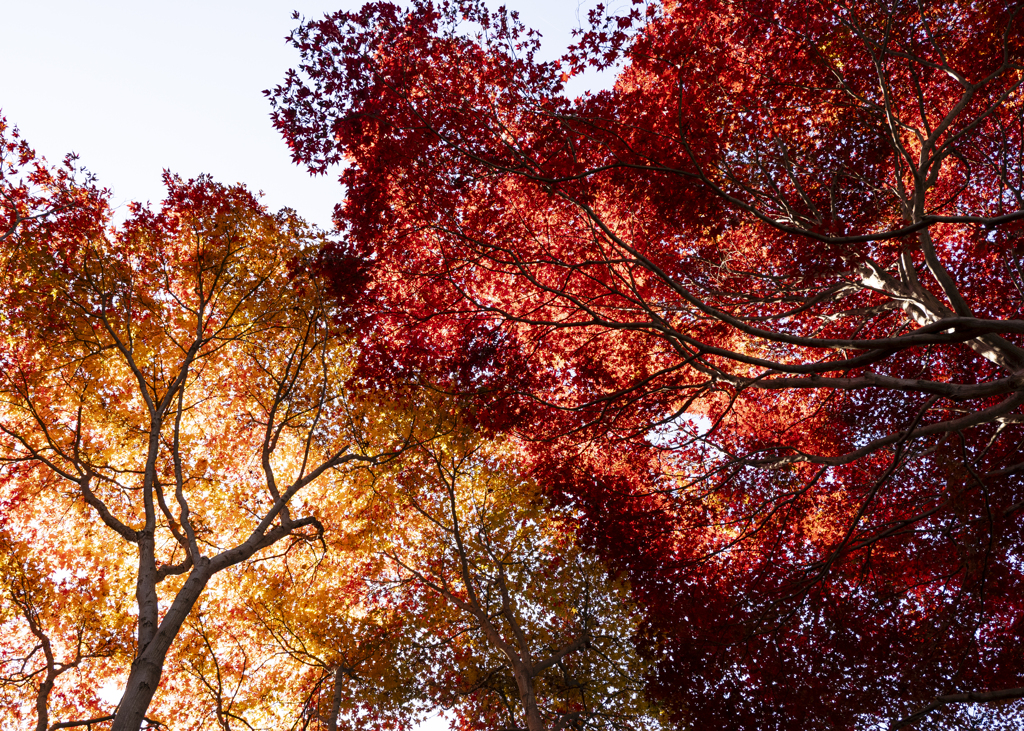 神代植物園　紅葉2