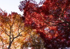 神代植物園　紅葉2