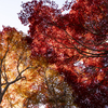 神代植物園　紅葉2