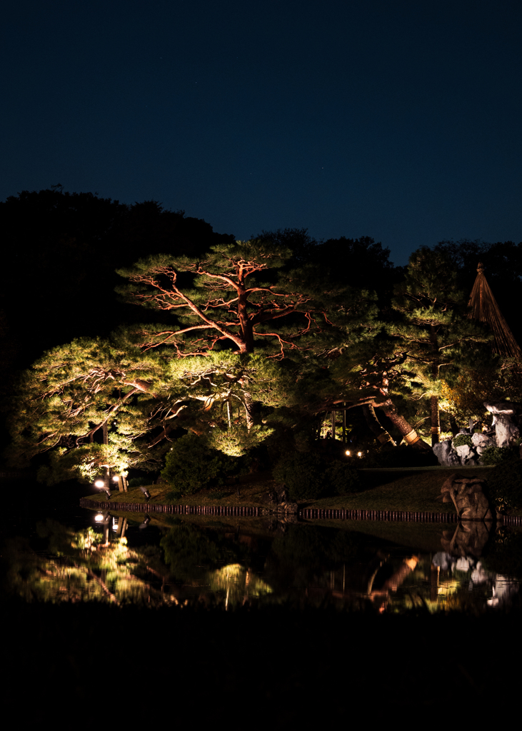 六義園　ライトアップ