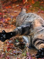 ゴロゴロにゃー