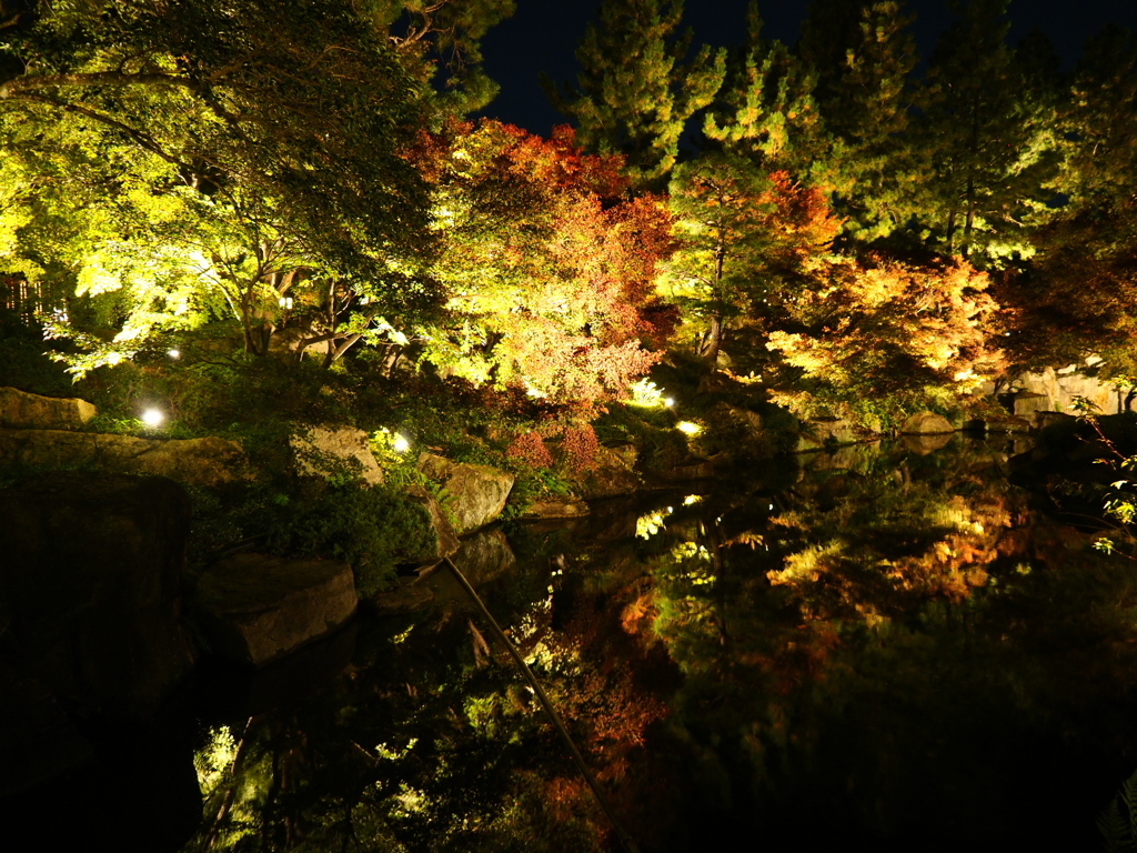 光に照らされる葵の庭園