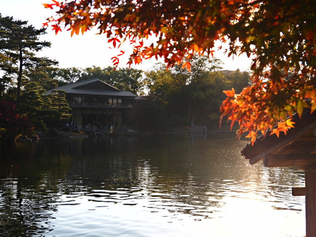 秋に染まる葵の庭園