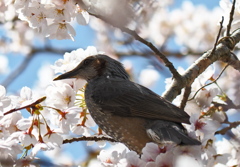 春の囀り