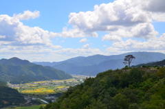 町を見守る一本/兵庫