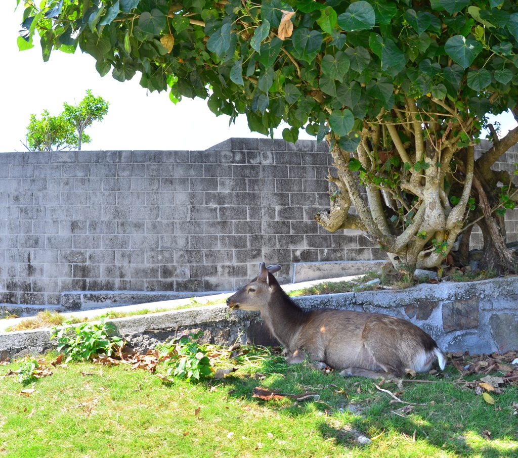 沖縄の鹿『天然記念物』