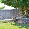 沖縄の鹿『天然記念物』