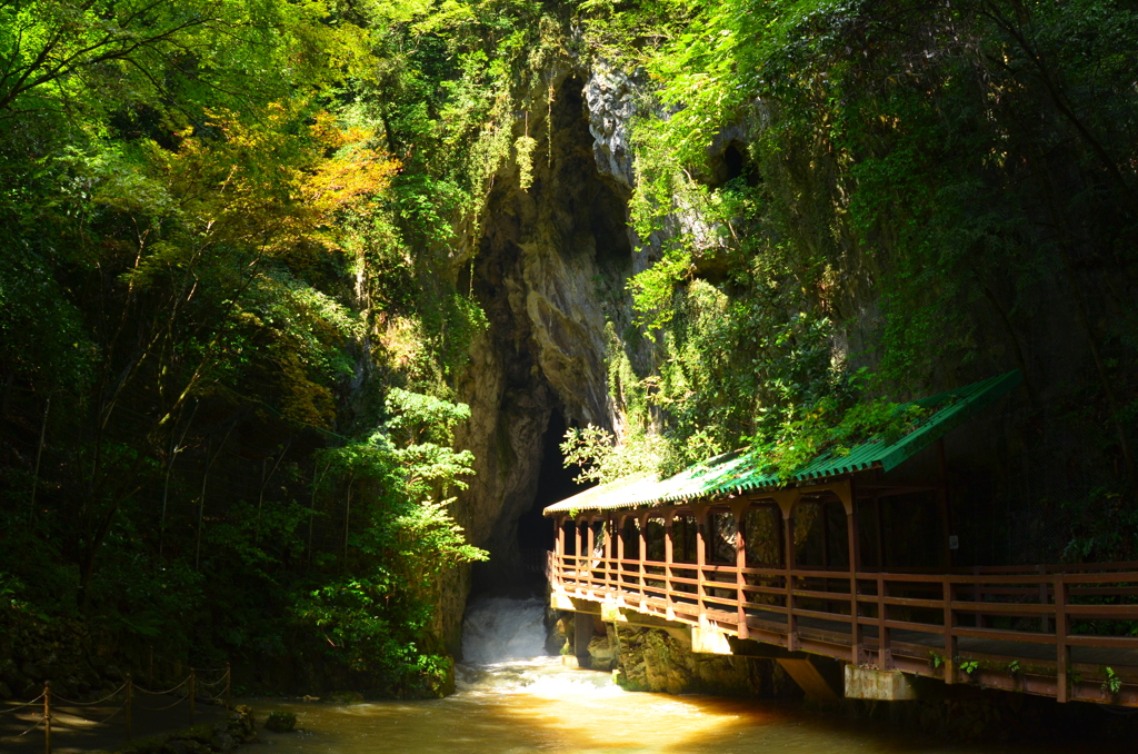 山口県秋芳洞