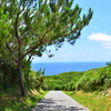田舎道
