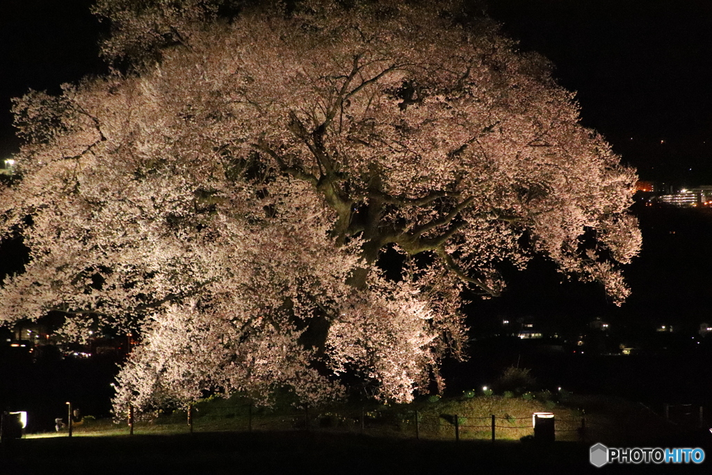 わに塚の夜桜