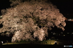 わに塚の夜桜