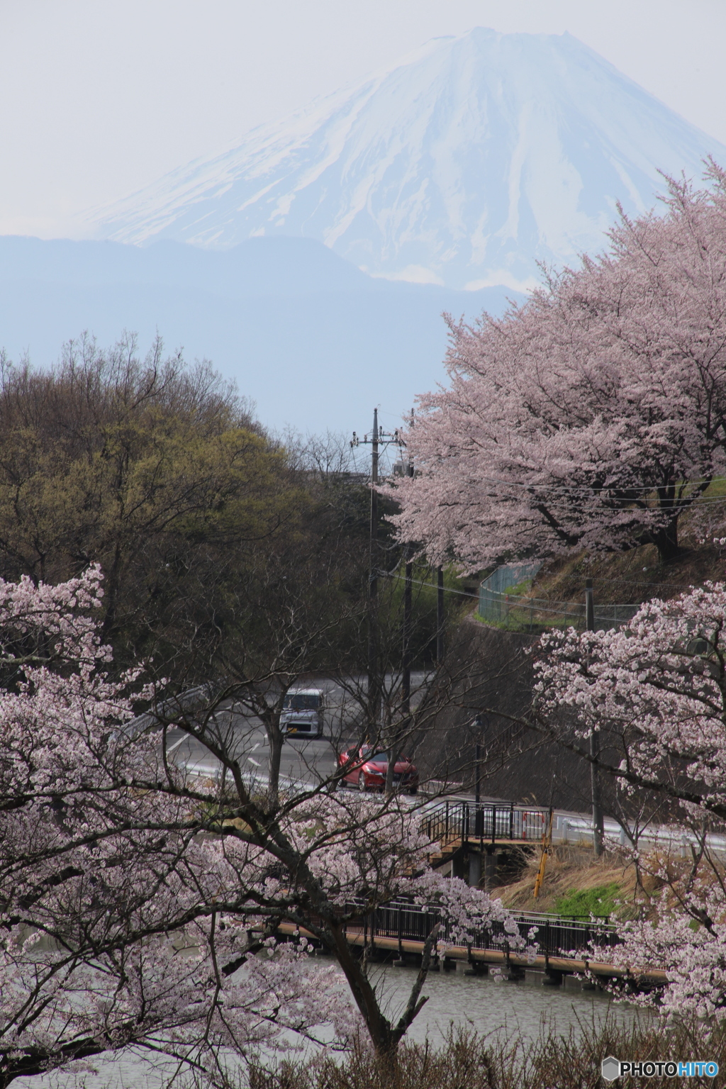 桜咲く