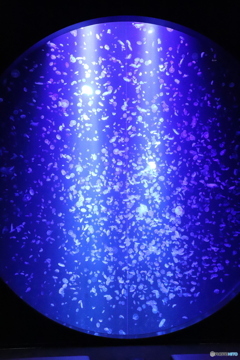 加茂水族館
