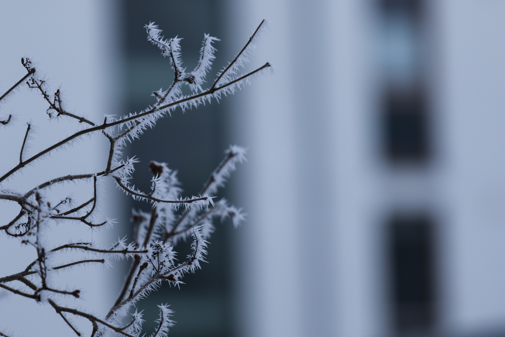   雪化粧