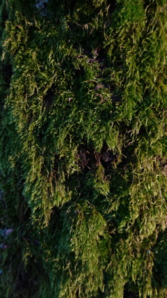 Moss Green