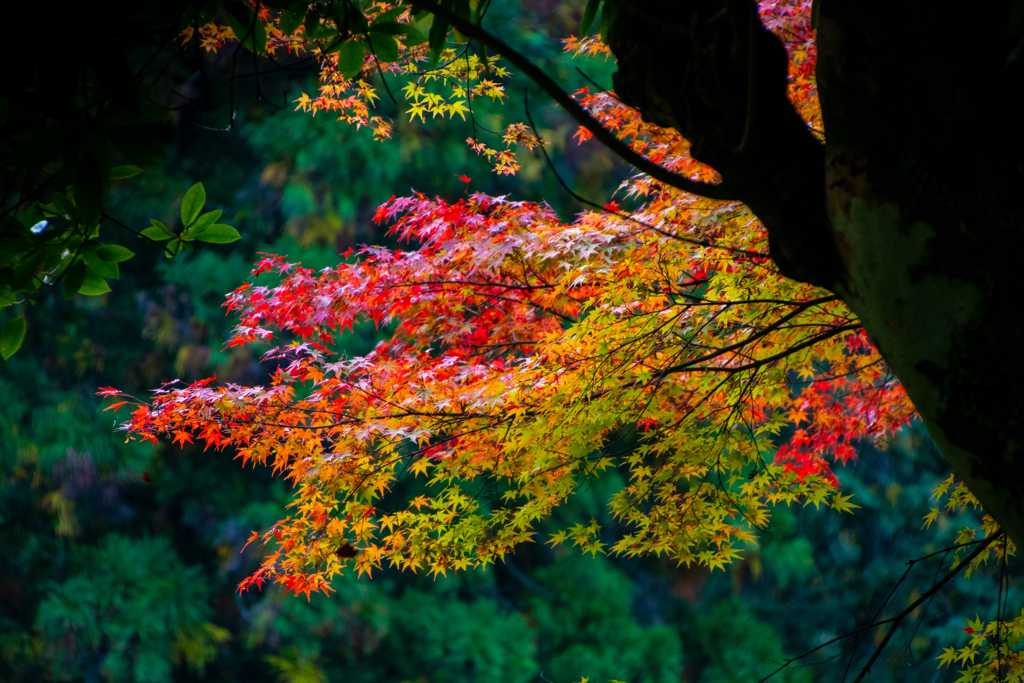 佐賀県　大興禅寺の紅葉