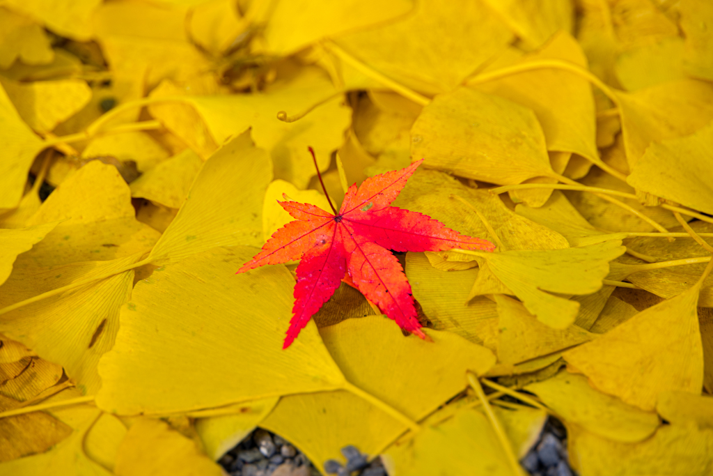 紅一点