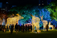 光の森の住人たち