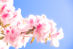 空に咲く祈り