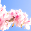 空に咲く祈り