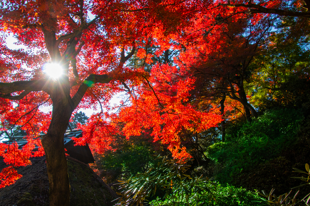 佐賀県　大興禅寺の紅葉