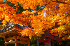 佐賀県　大興禅寺の紅葉