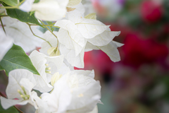 純白のヴェール