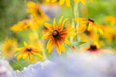 ルドベキア２