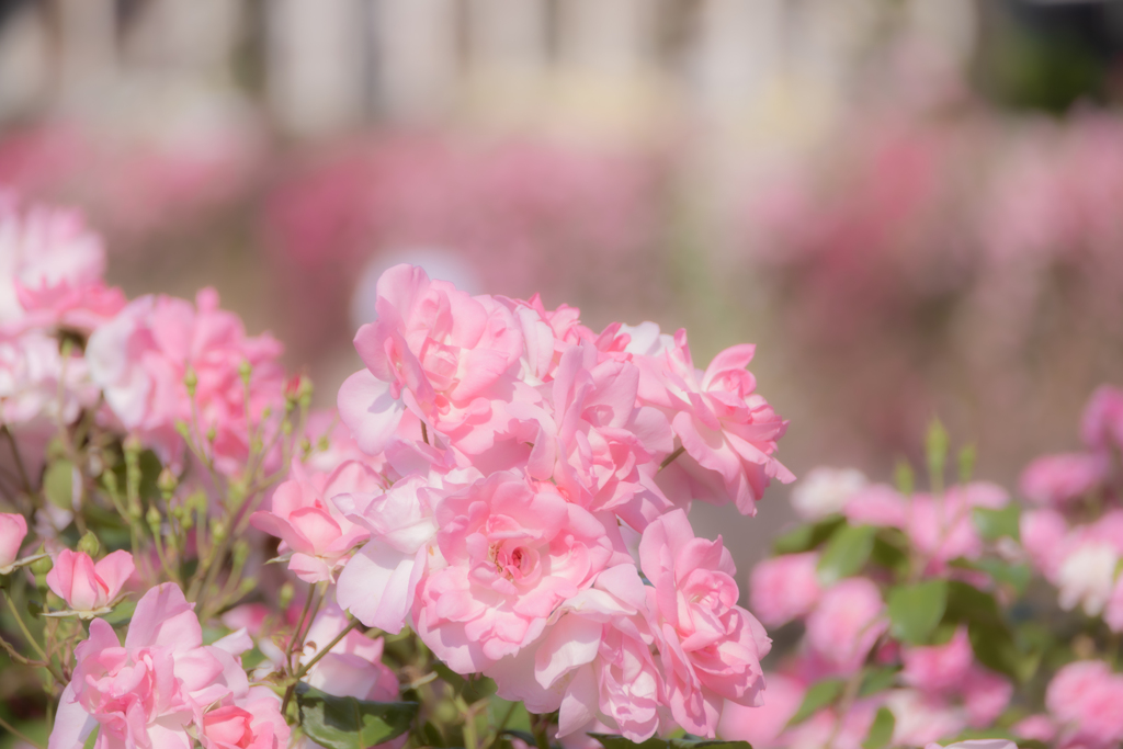 Pink Roses