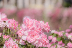 Pink Roses