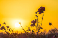 黄昏の花影