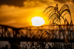 夕陽に揺れるすすき