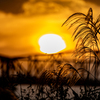 夕陽に揺れるすすき