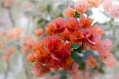 陽だまりの色彩