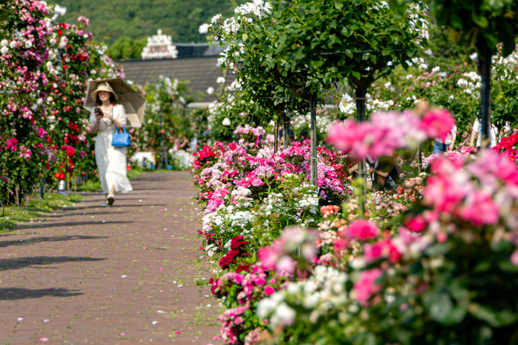 Rose Walk