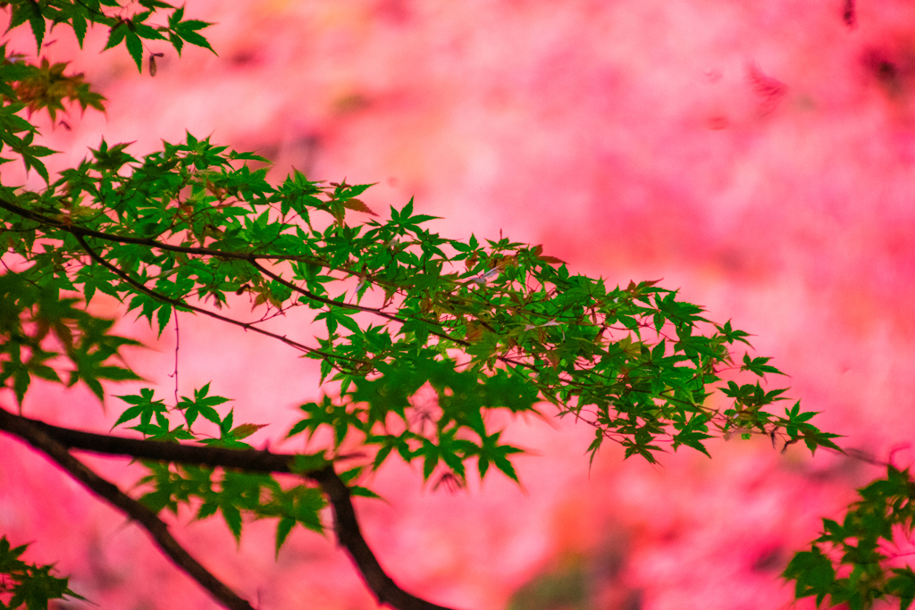 英彦山紅葉